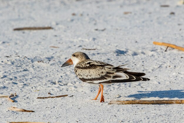 Schwarzer Skimmer (Rynchops Niger) Pensacola, Florida, USA.