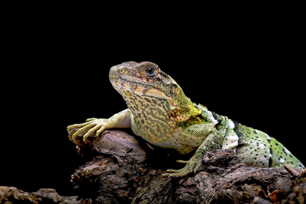 Schwarzer Stachelschwanzleguan auf einem Baum