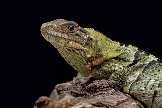 Schwarzer Stachelschwanzleguan auf einem Baum