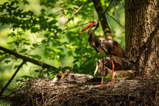 Schwarzer Storch der Familie, der im Nest auf Sommerlicht steht