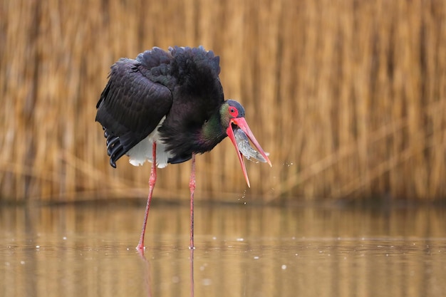 Foto schwarzer storch-fischfang im feuchtgebiet in der frühlingsnatur