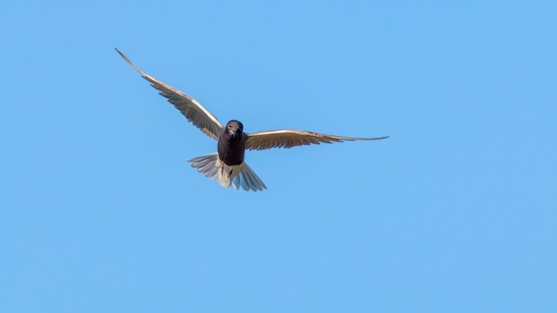 schwarzer Tern am Himmel