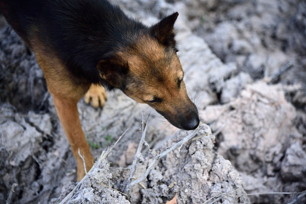 schwarzer und brauner Hund suchen