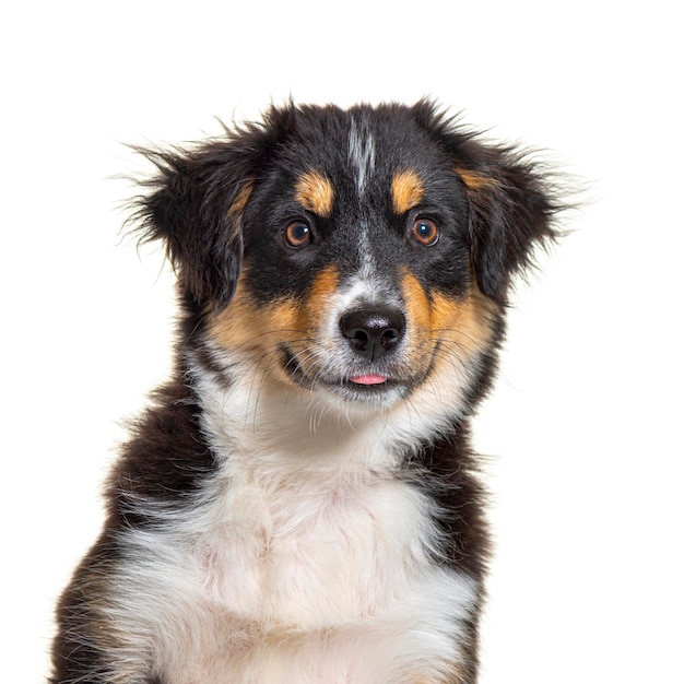 Schwarzer und brauner Welpe Miniatur amerikanischer Schäferhund, vierzehn Wochen alt