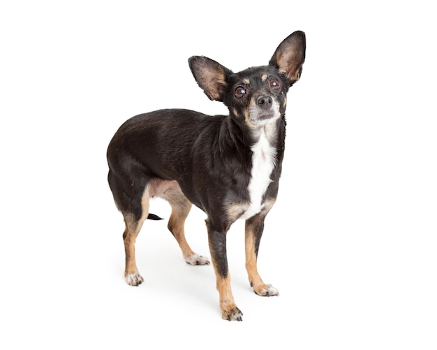 Schwarzer und TAN-Chihuahua-Hund auf Weiß