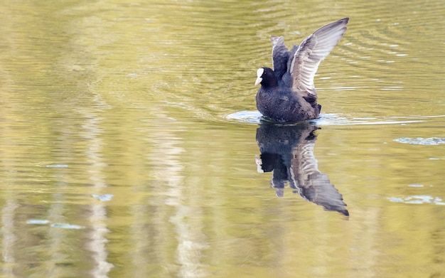 Schwarzer Vogel auf einem See