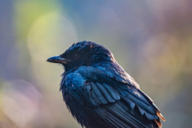 Foto schwarzer vogel-haarhauben-drago