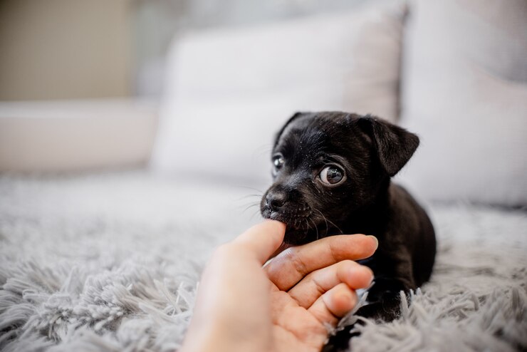 Foto schwarzer welpenspielzeugterrier, der auf einem sofa und einem spielen sitzt