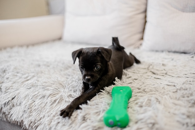 Schwarzer Welpenspielzeugterrier, der auf einem Sofa und einem Spielen sitzt