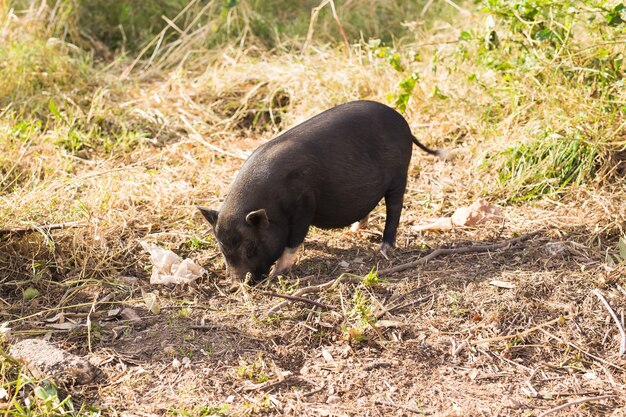 Schwarzer Wildschwein oder Schwein, das auf Wiese geht. Wildtiere im natürlichen Lebensraum