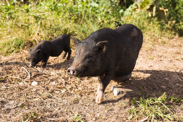 Schwarzer Wildschwein oder Schwein, das auf Wiese geht. Wildtiere in natürlichen Lebensräumen,