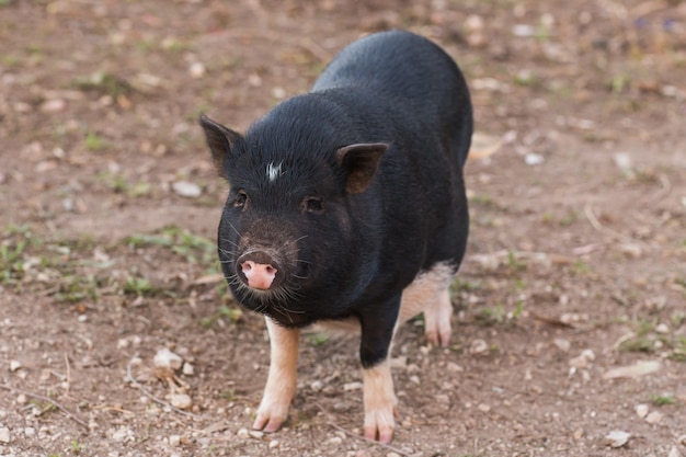 Schwarzer Wildschwein oder Schwein hautnah.