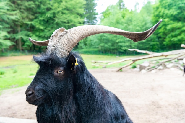 Schwarzer Ziegenkopf im Zoo-Tierpark im Freien