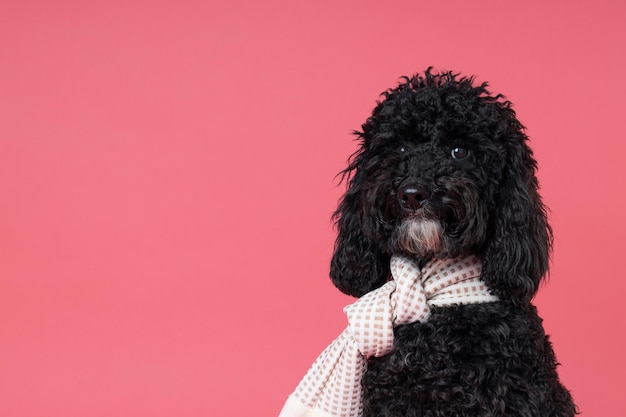 Schwarzer Zwergpudelhund auf rosa Hintergrund