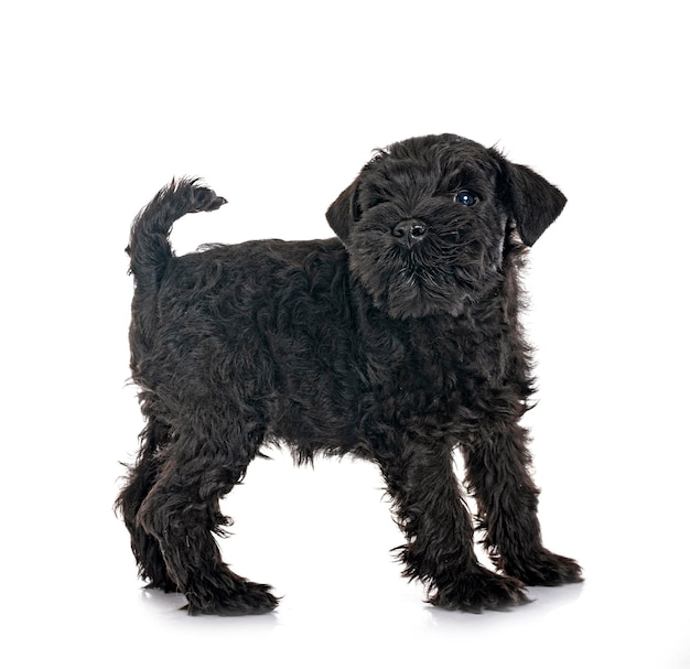 Schwarzer Zwergschnauzer im Studio