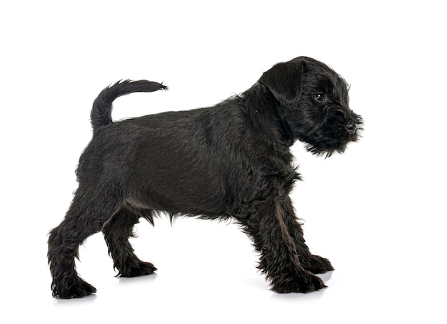 Schwarzer Zwergschnauzer im Studio
