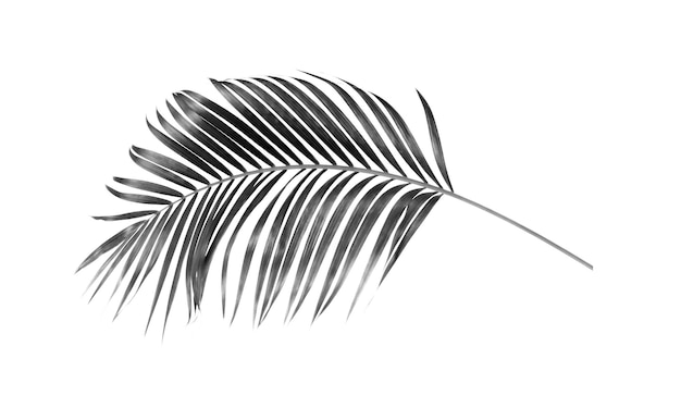 Schwarzes Blatt der Palme auf weißem Hintergrund