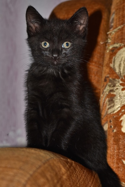 Schwarzes flauschiges Kätzchen zu Hause