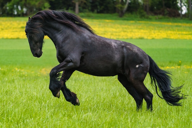 Schwarzes friesisches Pferd läuft Galopp