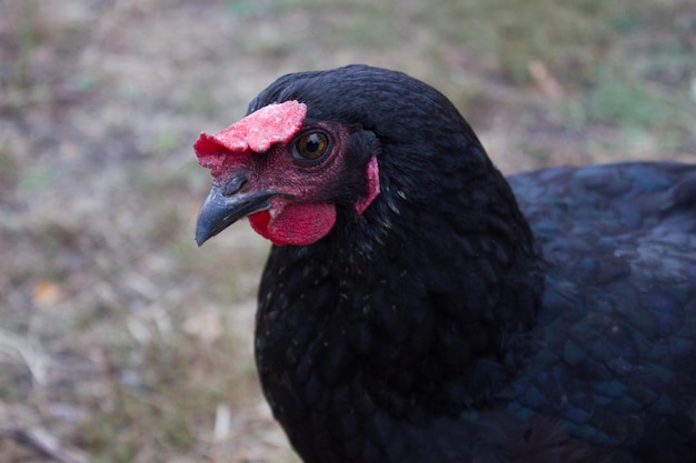 Schwarzes Huhn mit roter Jakobsmuschel