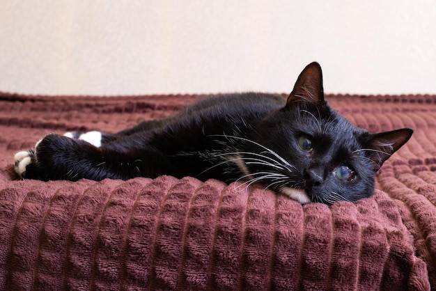 Schwarzes Kätzchen mit einem wunden Auge auf dem Bett