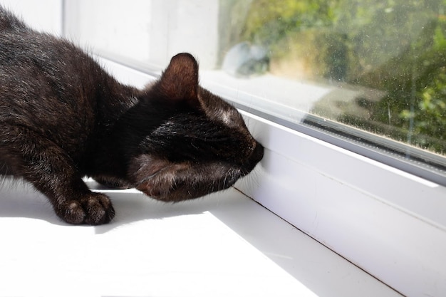 Schwarzes Kätzchen schaut sorgfältig aus dem Fenster