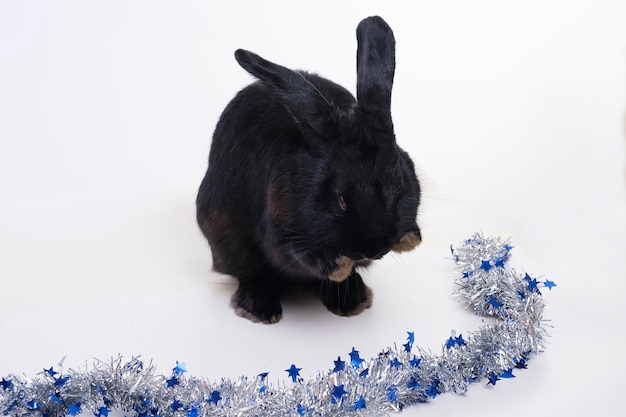 Schwarzes Kaninchen das Symbol des Jahres 2023 nach dem chinesischen astrologischen Kalender