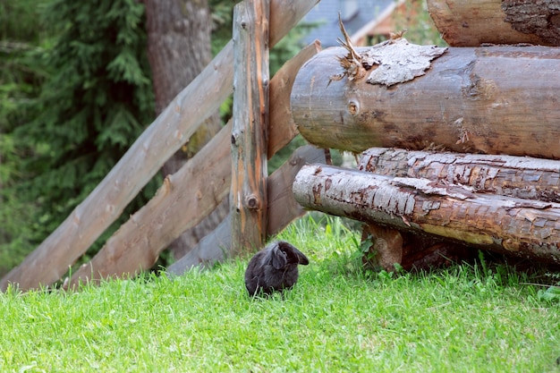 Schwarzes Kaninchen im Hof