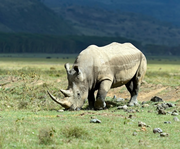 Schwarzes Nashorn im Nakuru-Nationalpark in Kenia