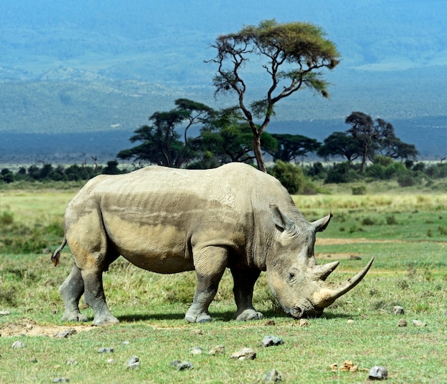 Schwarzes Nashorn im Nakuru-Nationalpark in Kenia