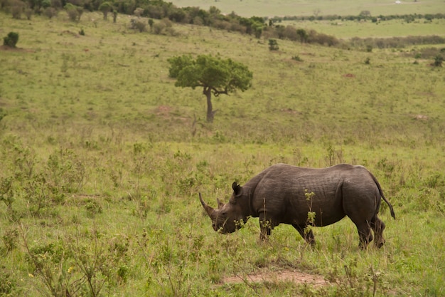 Schwarzes Nashorn