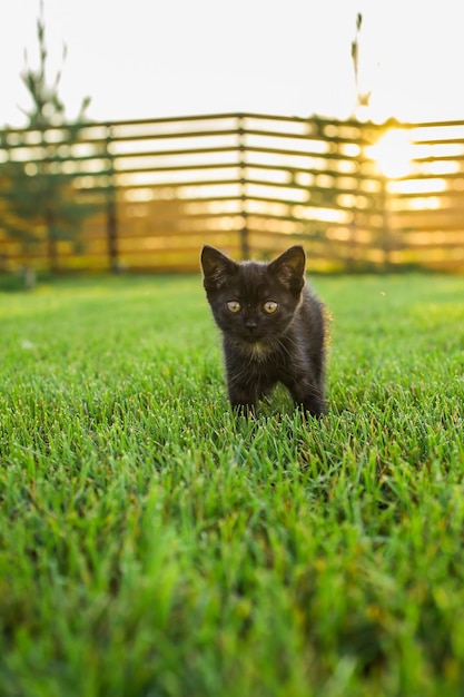 Schwarzes, neugieriges Kätzchen im Freien im Gras Sommerhaustier- und Hauskatzenkonzept Kopieren Sie Platz und Platz für Werbung