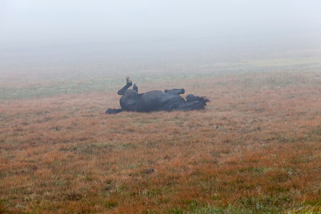 schwarzes Pferd auf einer Weide in der Herbstmorgenzeit, Nebel