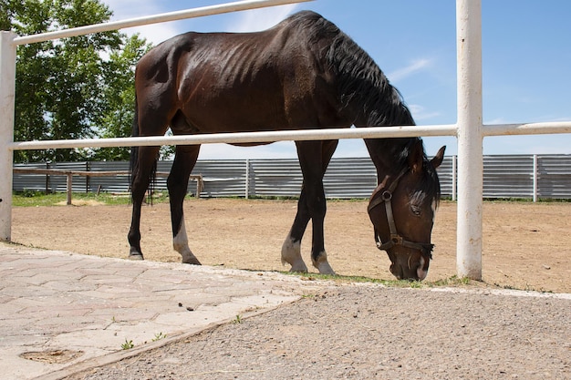 Foto schwarzes pferd isst gras im stall