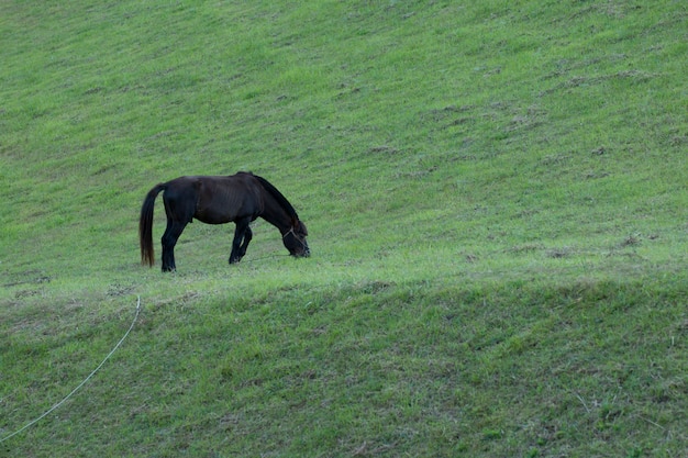 schwarzes Pferd stehen auf der Wiese