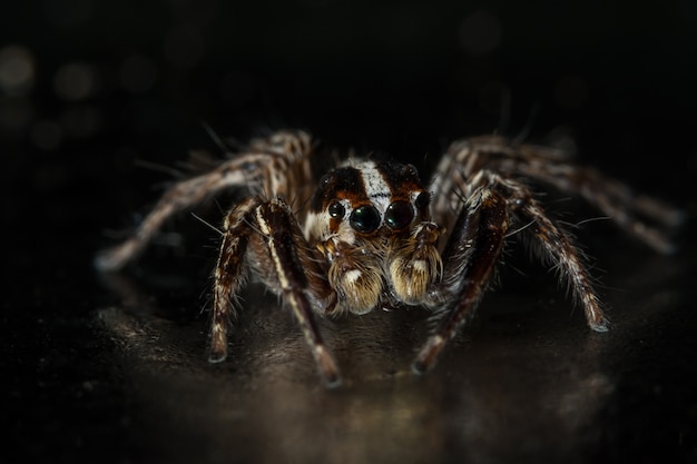 schwarzes schönes nahes Hintergrundspinnentier