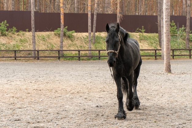 Schwarzes Schönheitspferd auf Ranch oder Bauernhof im Freien.