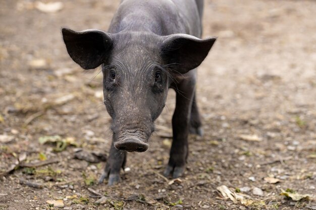 Schwarzes Schwein gezüchtet im Stall mit selektivem Fokus