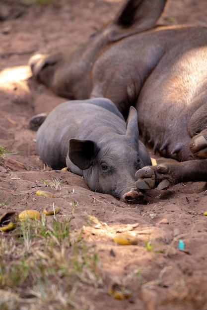 Schwarzes Schwein gezüchtet im Stall mit selektivem Fokus