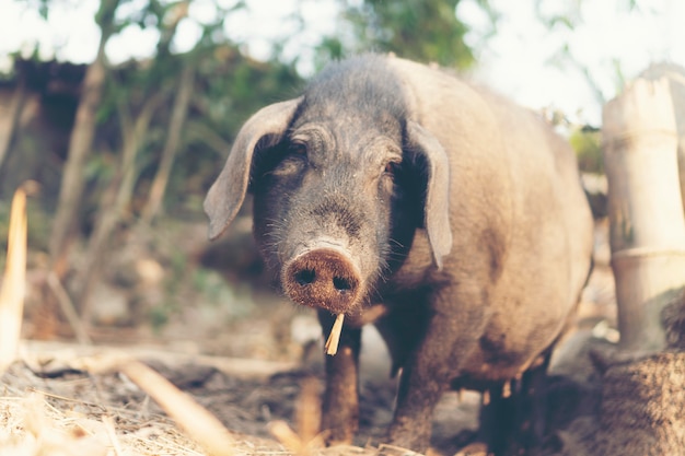 Schwarzes Schwein im lokalen Dorf, Asien