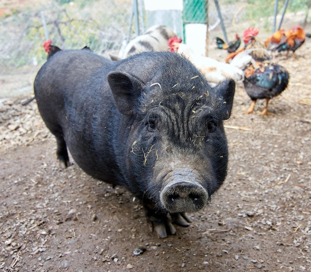 Foto schwarzes schwein in einem ackerland