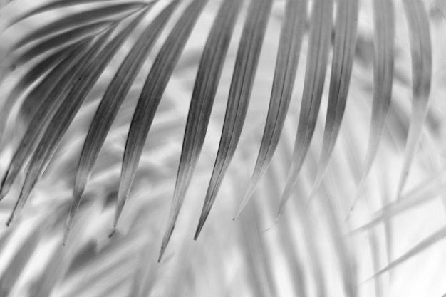 Schwarzes tropisches Palmblatt mit Schatten auf weißer Wand