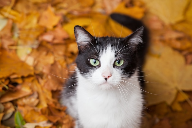 Schwarzes und weißes Fell der Hauskatze der grünen Augen in den gefallenen Blättern