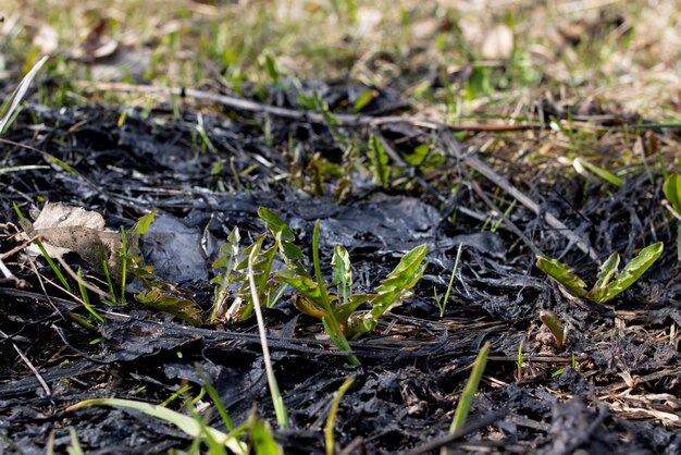 Schwarzes verbranntes Gras und grüne Blätter in der Nähe