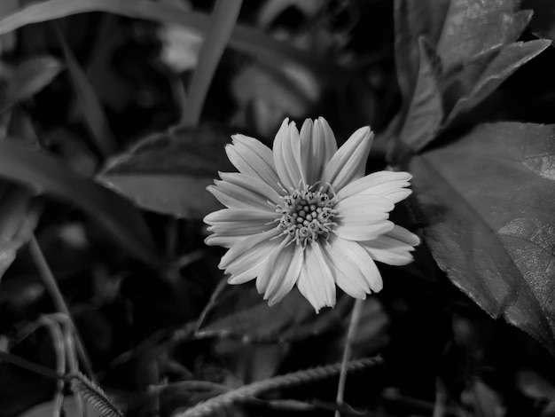 Schwarzes weißes Nahaufnahme kleines gelbes Blumenhintergrund schönes Naturkonzept tropisches Blatt