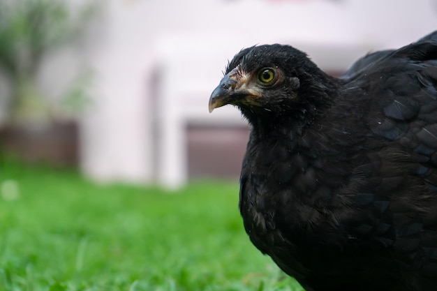 Schwarzes Wyandotte-Huhn auf der Rasenfläche