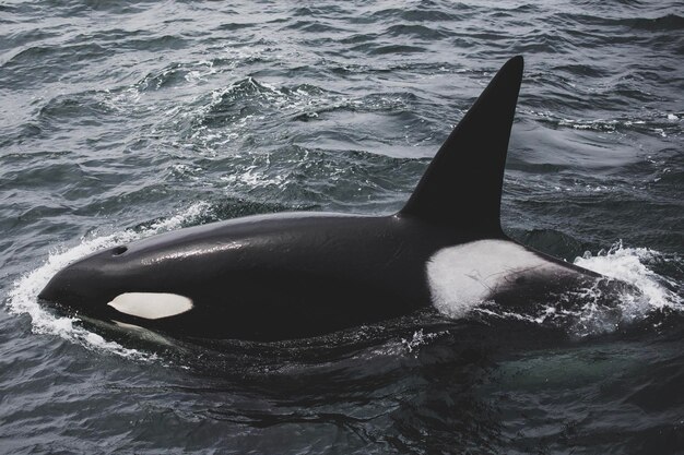 Foto schwarzfisch-orka