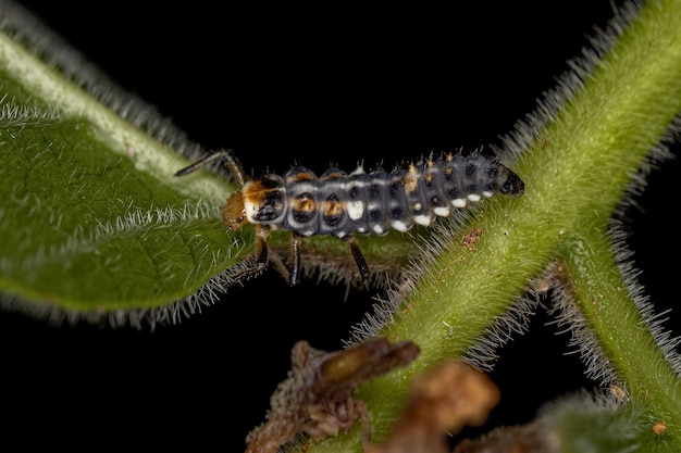 Schwarzfleckige Marienkäferlarve der Gattung Eriopis