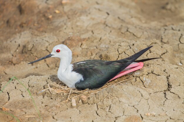 Schwarzflügel-Stelze (Himantopus himantopus)