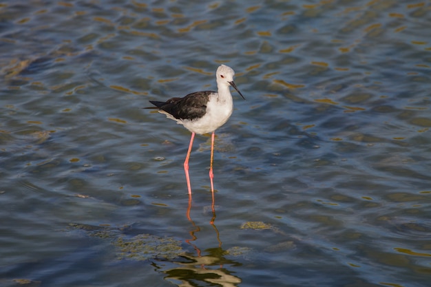 Schwarzflügel-Stelze (Himantopus himantopus)